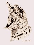 Cerval cat - Marwell